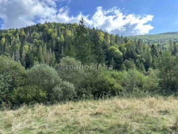 Sale of a plot of land next to the forest in Guta, Bogorodchansky district