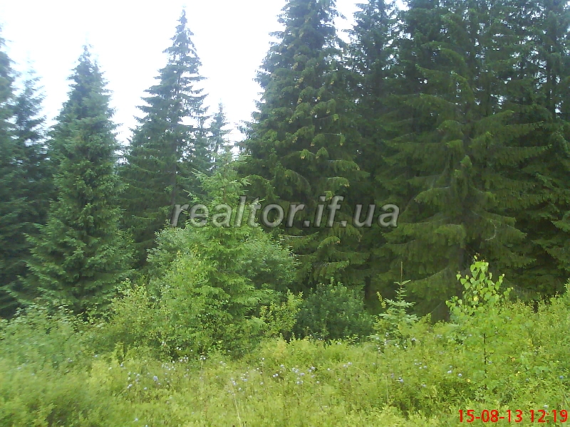 Prodayetsya_chudova_dilyanka_16sot_v_Karpatakh_bilya_Yablunetskoho_perevalu_8700_9_1437150947.jpg