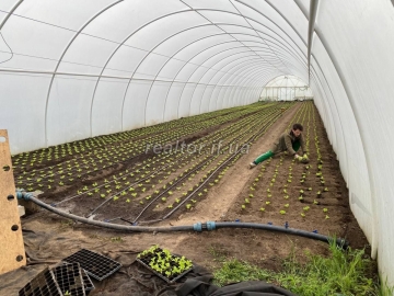 Promising plot with greenhouses for successful agribusiness
