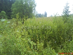 Prodayetsya_chudova_dilyanka_16sot_v_Karpatakh_bilya_Yablunetskoho_perevalu_8700_10_1437150947.jpg