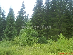Prodayetsya_chudova_dilyanka_16sot_v_Karpatakh_bilya_Yablunetskoho_perevalu_8700_9_1437150947.jpg