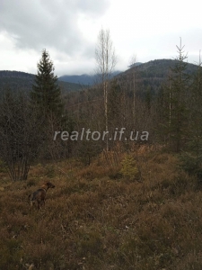 Prodayetsya_zemelna_dilyanka_v_Dolynskomu_raioni_selo_Myslivka_23466_13_1732648386.jpeg